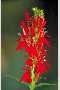 View a larger version of this image and Profile page for Lobelia cardinalis L.