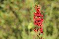 View a larger version of this image and Profile page for Lobelia cardinalis L.