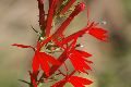 View a larger version of this image and Profile page for Lobelia cardinalis L.