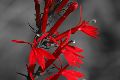 View a larger version of this image and Profile page for Lobelia cardinalis L.