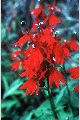 View a larger version of this image and Profile page for Lobelia cardinalis L.
