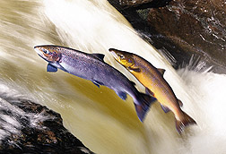 Photo: Atlantic salmon.