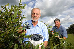 James Spiers picks blueberries while Stephen Stringer snips cuttings from a different plant. Link to photo information