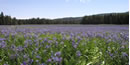 Camas field in bloom at Packer Meadows at Lolo Pass.