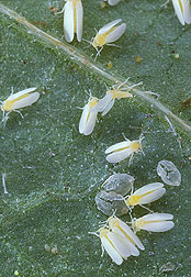 Photo: Silverleaf whiteflies on a leaf. Link to photo information