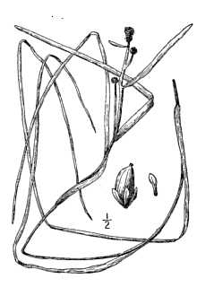 Line Drawing of Sparganium hyperboreum Beurling ex Laest.