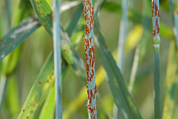 Photo: Close up of rust on wheat. Link to photo information