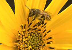 Photo: Adult honey bee on flower. Link to photo information