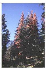 Trees killed by fir engravers; photo by WA Dept. of Natural Resources