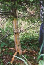 Tree with bark stripped away by bears; photo by WA Dept. of Natural Resources