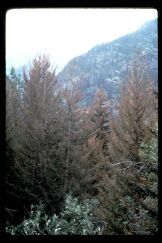 Trees defoliated by western spruce beetle; photo by WA Dept. of Natural Resources