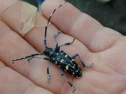 An adult citrus longhorned beetle; photo by WA Dept. of Natural Resources