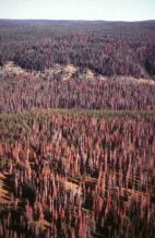 Landscape view of forests heavily affected by pine bark beetles; photo by WA Dept. of Natural Resources
