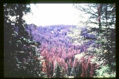 Forested area with heavy tree mortality caused by spruce beetle; photo by WA Dept. of Natural Resources