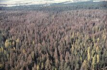 Extensive forests defoliated by Douglas-fir tussock moth; photo by WA Dept. of Natural Resources