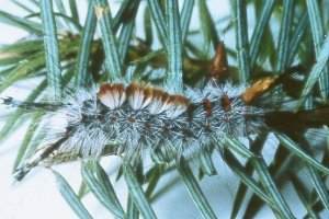 DFTM larva; photo by PNW Region, USDA Forest Service