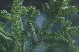 healthy Douglas-fir branch; photo by Alan Kanaskie, Oregon Department of Forestry