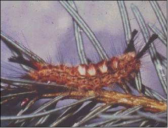 full-grown tussock moth larva; photo by Pacific Northwest Region, USDA Forest Service