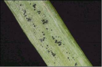 close-up view of a needle, with the fungus that causes Swiss needle cast showing as dark spots; photo by Washington Department of Natural Resources