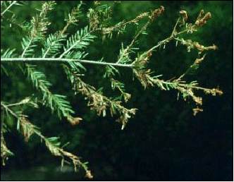branch with most needles damaged by budworm larvae; photo source unknown.
