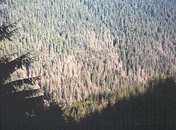 view of defoliated forests from an aerial survey plane; photo source unknown