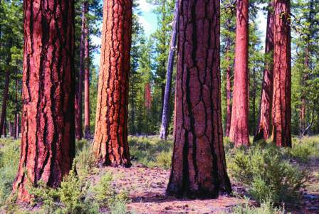 healthy ponderosa pine forest; photo by Tom Iraci, USFS