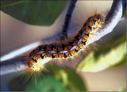 western tent caterpillar; Jerald E. Dewey (USDA Forest Service) photo provided by www.ForestryImages.com