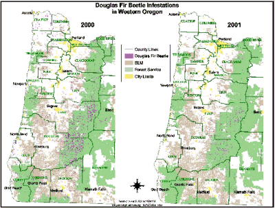 DFB activity declined sharply in 2001 in western Oregon