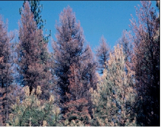 Defoliated trees, appearing reddish-gray