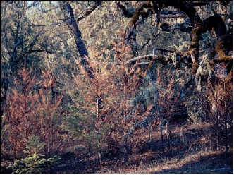 understory trees with reddish foliage
