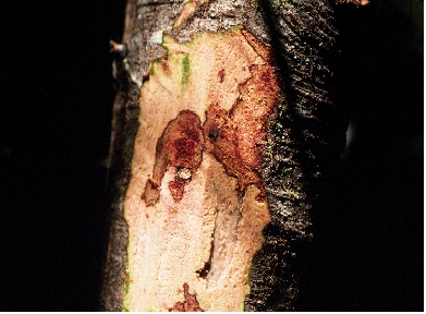 close-up view of the stem of a tree infected with the fungus that causes Sudden Oak Death