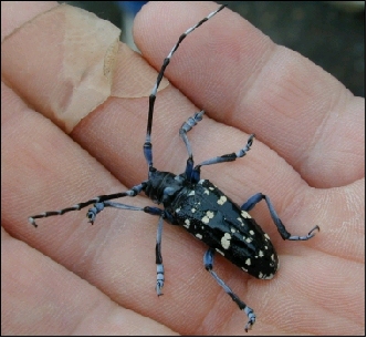 adult beetle, about 1 to 1.5 inches long
