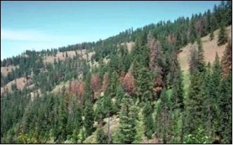 Dead trees (killed by Douglas-fir beetle) scattered across a hillside