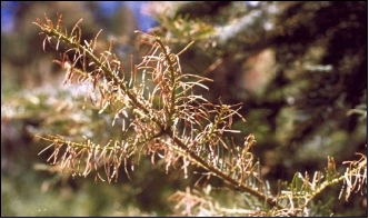 needles fed upon by Douglas-fir tussock moth caterpillars