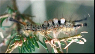 close-up view of a tussock moth caterpillar