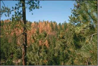cluster of trees killed by mountain pine beetle