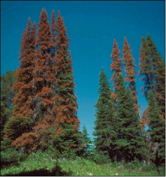 Trees with reddish foliage, killed by western balsam bark beetles