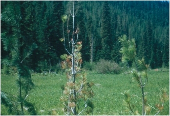 young tree with sparse foliage and branch dieback due to white pine blister rust