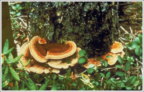 fruiting bodies of the fungus that causes tomentosus root disease; USDA Forest Service archives image 4213083; www.ForestryImages.org