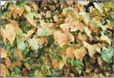 Birch leaves affected by leaf miners; photo by Forest Service.