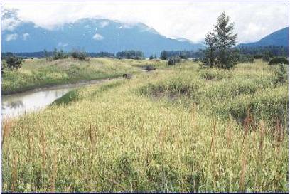 White sweetclover (Melilotus alba) growing along the Stikine River; photo by Michael Shephard, Forest Service.