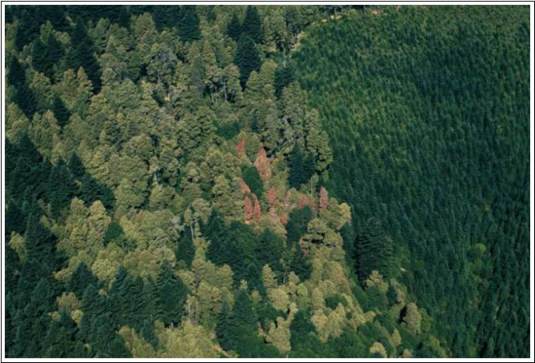 Aerial view of tanoak killed by Phytophthora ramorum, the pathogen that causes Sudden Oak Death, in southwestern Oregon; photo by Oregon Department of Forestry.