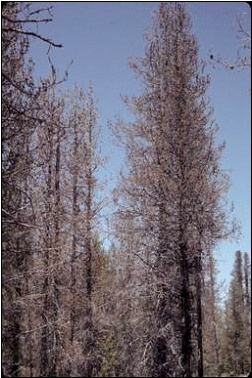 Lodgepole pine severely defoliated by pandora moth in 2002; photo by Oregon Department of Forestry.