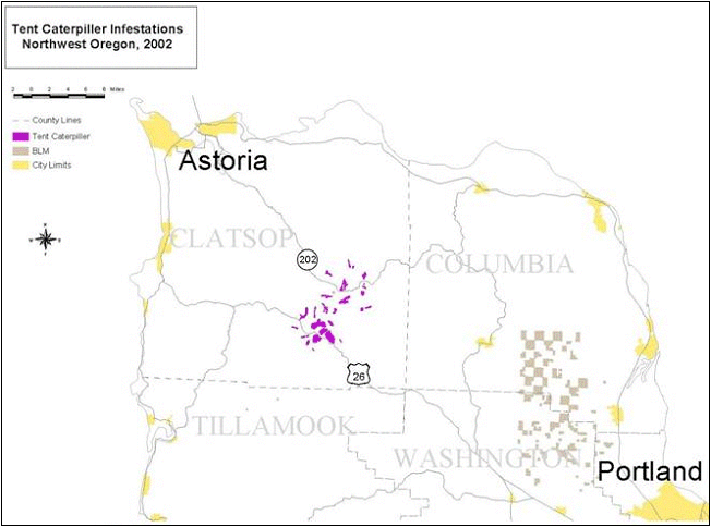 Defoliation of red alder by western tent caterpillar was detected southeast of Astoria, OR.