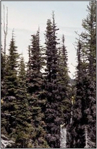 Subalpine firs with blackish crowns that indicate decline caused by balsam woolly adelgid.