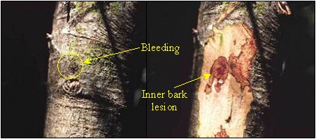 Stem lesion on tanoak caused by Phytophthora ramorum; photo by Oregon Department of Forestry