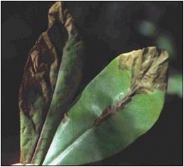 leaf blotch caused by Phytophthora ramorum; photo by Oregon Department of Forestry.