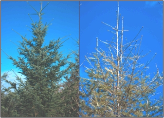 A Douglas-fir tree damaged by Swiss needle cast (right) and a healthy tree (left); photo by Oregon Department of Forestry