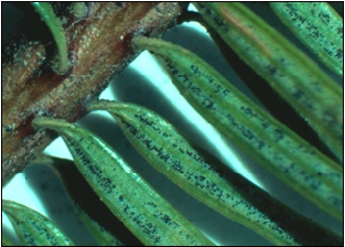 Small black fruiting bodies of the Swiss needle cast pathogen (Phaeocryptopus gaeumannii) on the underside of Douglas-fir needles; photo by Oregon Department of Forestry.