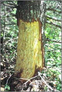 Douglas-fir tree with bark peeled by a black bear; photo by Oregon Department of Forestry.